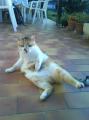 Minette fait bronzette