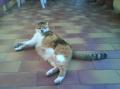 Minette fait bronzette