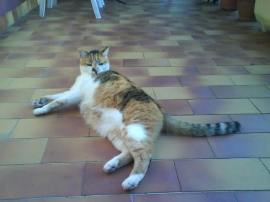 Minette fait bronzette