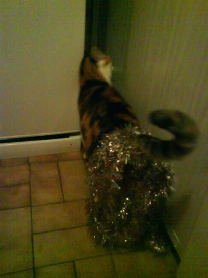 Minette de noël