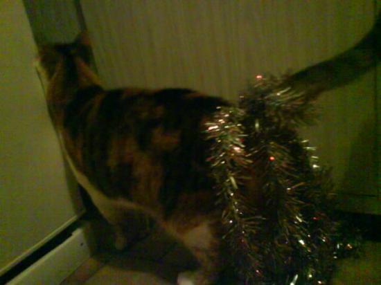 Minette de noël