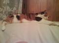 Minette dodo