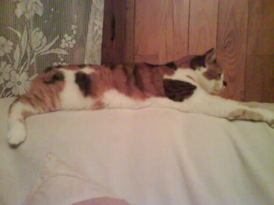 Minette dodo